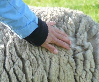 Вироби з вовни вівці: технологія, способи виробництва, корисні властивості