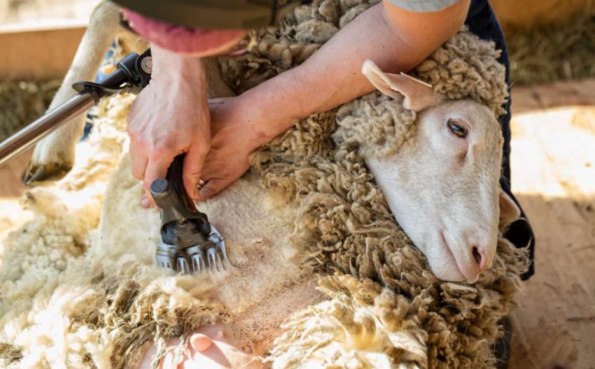 Стрижка вівці Стрижка вівці
