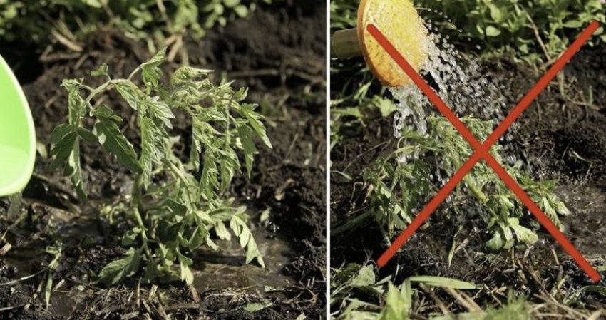 Полив томатів Полив томатів