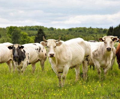 Новозеландська молочна промисловість інвестує в підвищення якості молочного поголів'я 