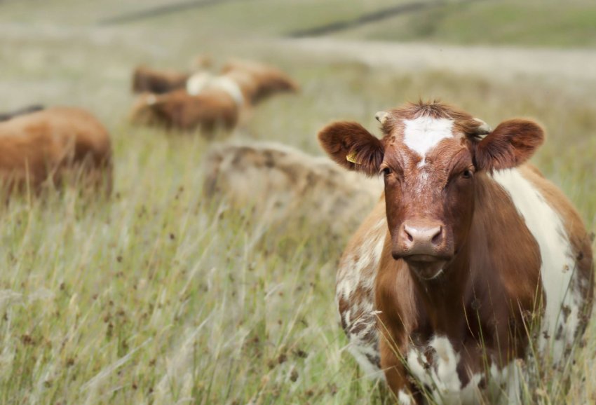 Новозеландська молочна промисловість інвестує в підвищення якості молочного поголів'я Новозеландська молочна промисловість інвестує в підвищення якості молочного поголів'я