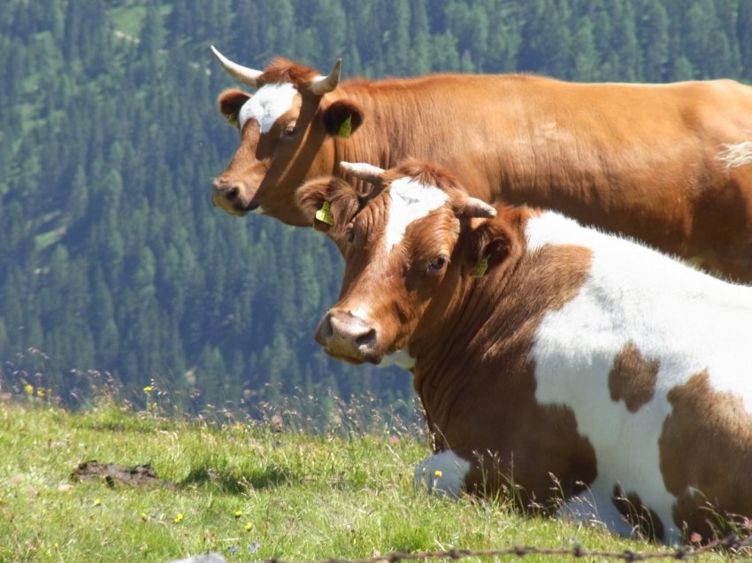 Новозеландська молочна промисловість інвестує в підвищення якості молочного поголів'я Новозеландська молочна промисловість інвестує в підвищення якості молочного поголів'я