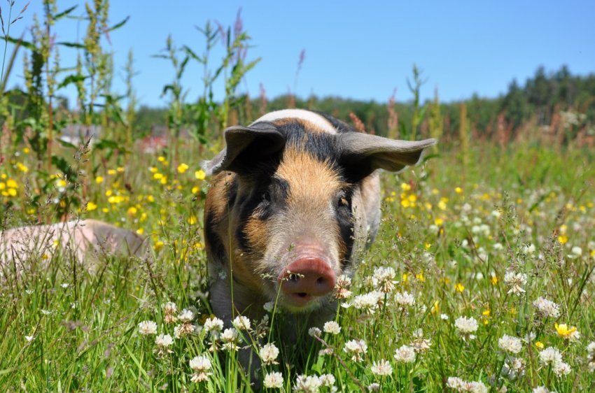 Чиказька біржа: ф'ючерси на свиней відступають під тиском великих поставок