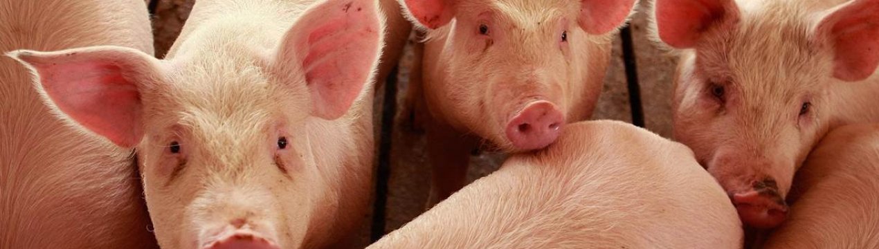 Чиказька біржа: ф'ючерси на свиней відступають під тиском великих поставок