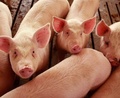 Чиказька біржа: ф'ючерси на свиней відступають під тиском великих поставок