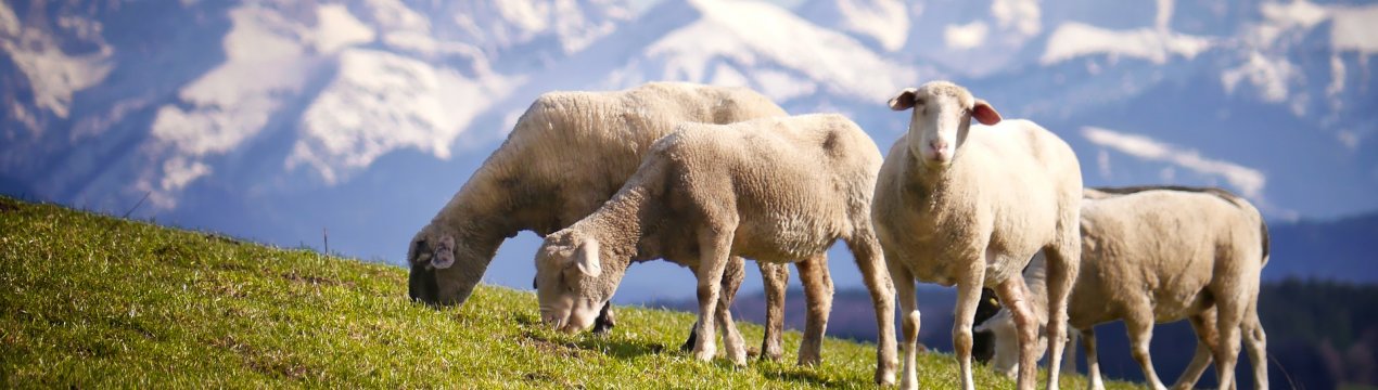 Як правильно пасти овець: строки, норми та техніка