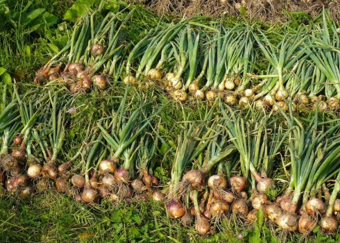 Коли прибирати цибулю сімейку, як зберегти до весняної посадки