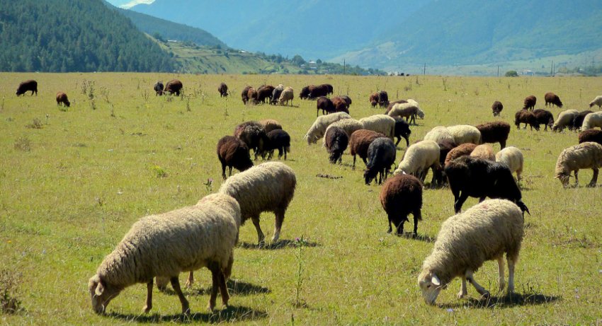 Стадо овець у степу Стадо овець у степу