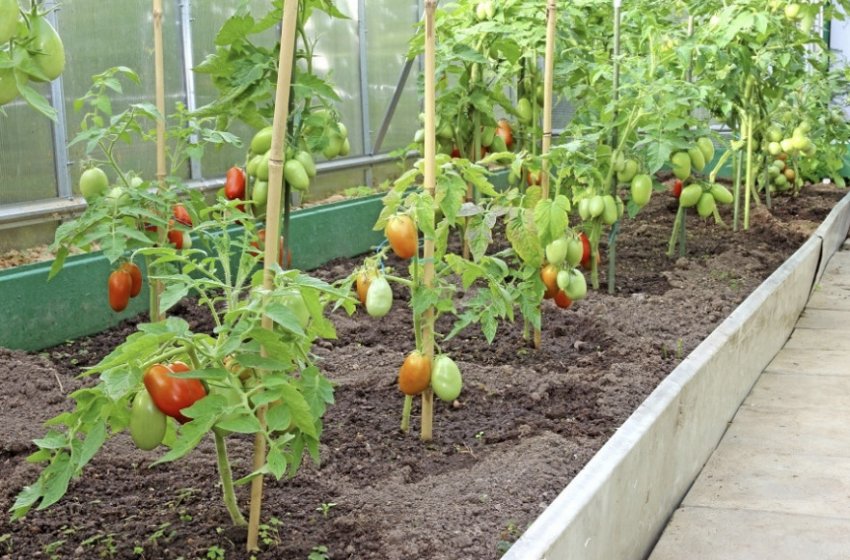 Підв'язка томатів Підв'язка томатів