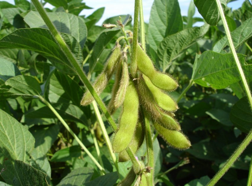 В Бразилії за дефолтів фермерів трейдери можуть скоротити фермерське кредитування