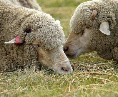 Причини проносу в овець, лікування та профілактика