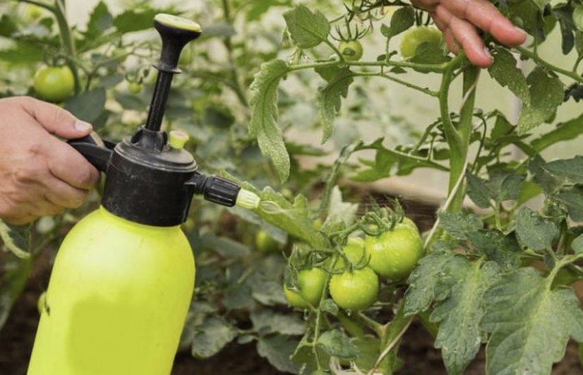 Обробка томатів Обробка томатів