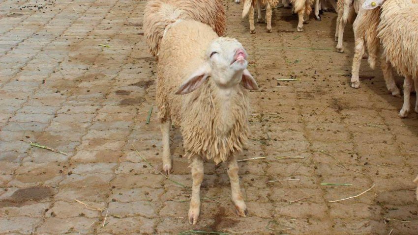 Как вылечить овечку от поноса thumbnail