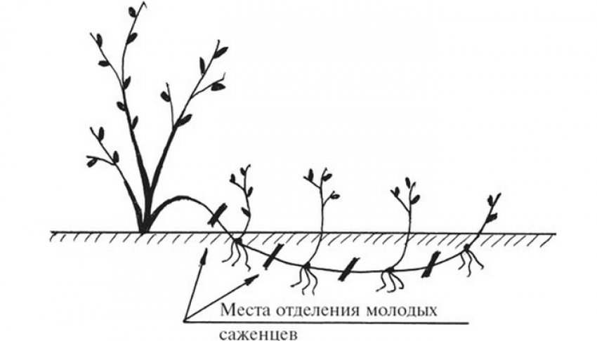 Сорт малины метеор обрезка. 89467.pt15z0.850. Сорт малины метеор обрезка фото. Сорт малины метеор обрезка-89467.pt15z0.850. картинка Сорт малины метеор обрезка. картинка 89467.pt15z0.850. Малину встретить можно практически в любом саду. Растение позволяет собирать ягоды, которые имеют не только приятный вкус, но и содержат большое количество полезных для организма человека веществ. Малина Метеор – один из наиболее популярных сортов, который неоднократно доказывал свои положительные качества.