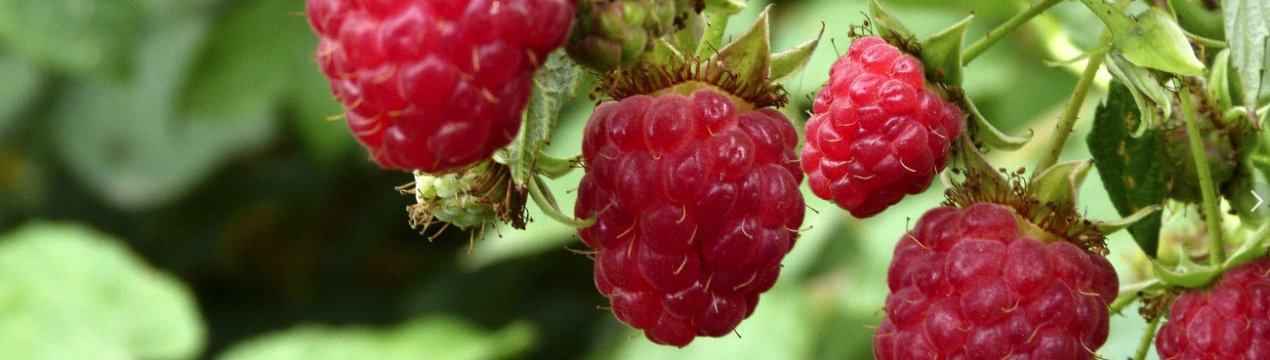 Яку малину краще садити: ремонтантну або звичайну, як визначити різницю