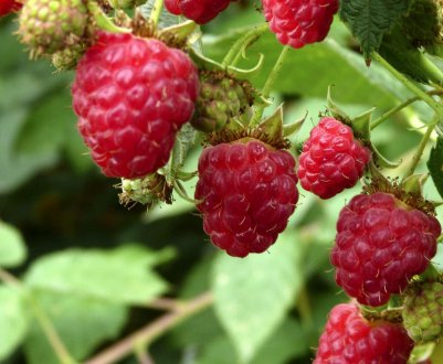 Яку малину краще садити: ремонтантну або звичайну, як визначити різницю