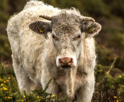 У створення скотарського комплексу в Сибіру інвестували більше п'яти мільярдів рублів