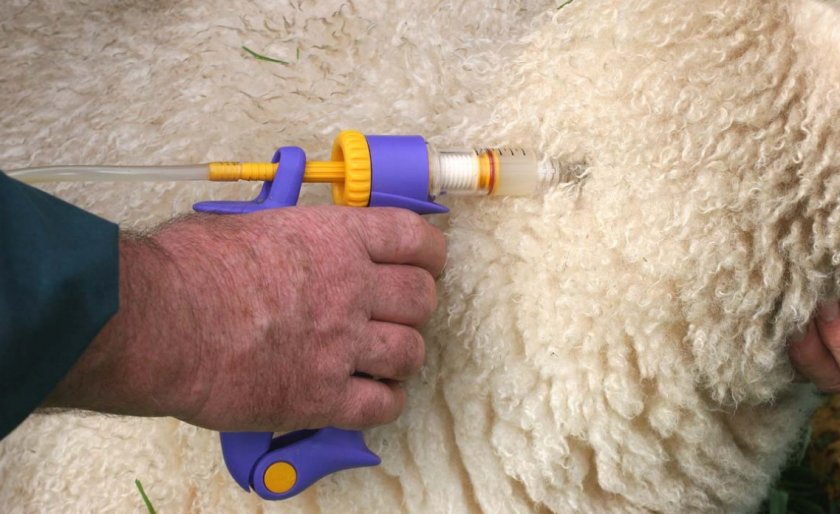 Как вылечить овец от поноса thumbnail