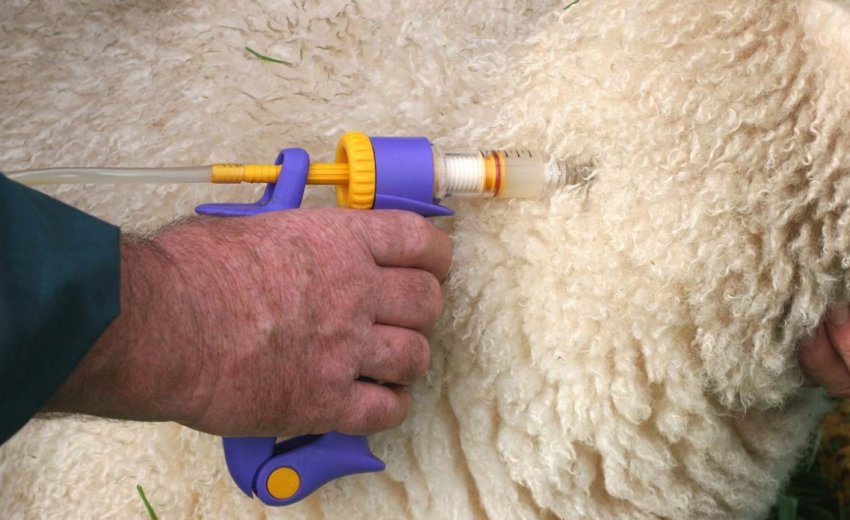 Лечение овец от поноса