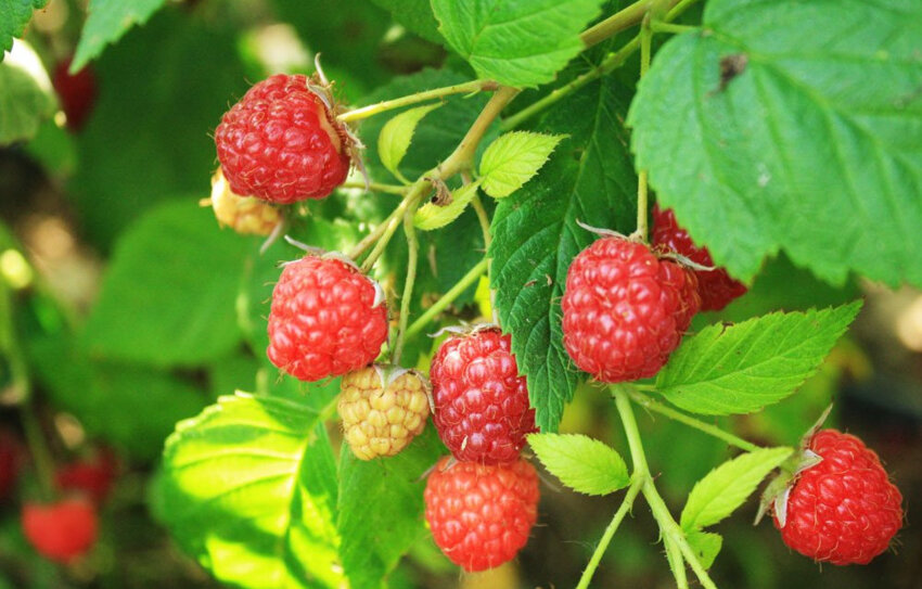 Малина сорту Августина Малина сорту Августина