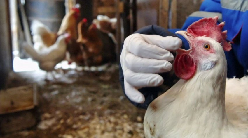 Хвора курка Хвора курка