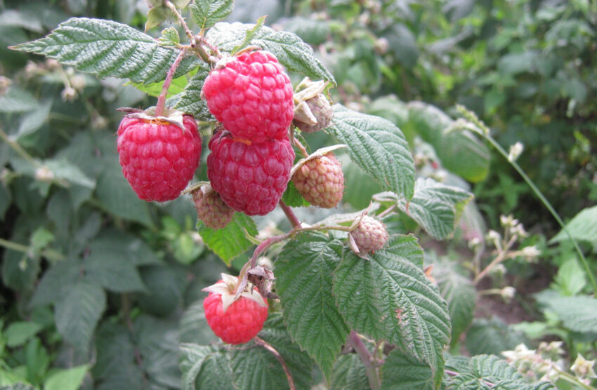 Малина сорту Августина Малина сорту Августина