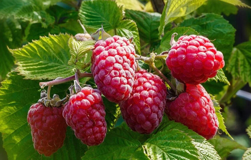 Малина Шапка Мономаха Малина Шапка Мономаха