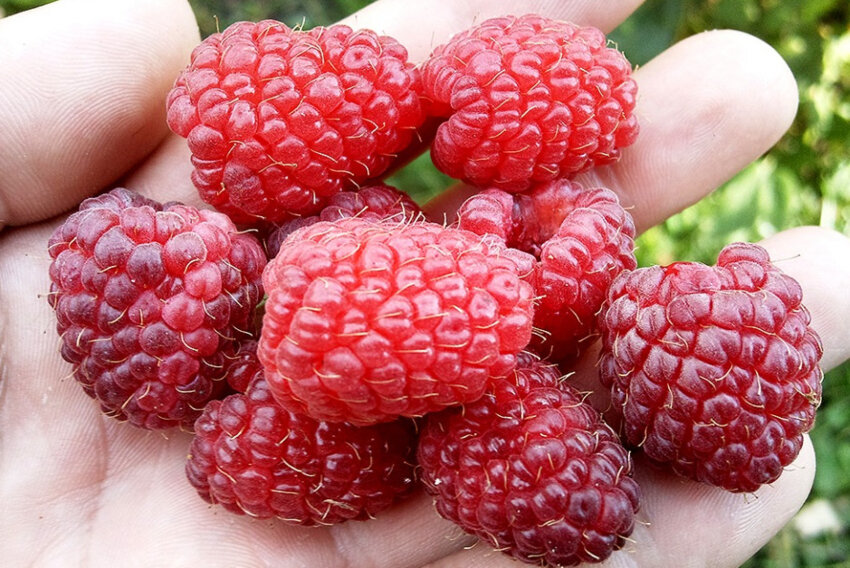 Малина Шапка Мономаха Малина Шапка Мономаха