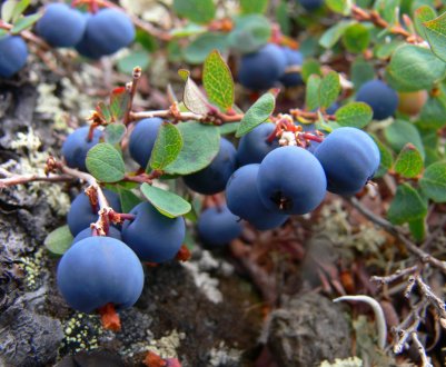 Виробники ягід України зможуть отримати компенсації за холодильники для їх зберігання