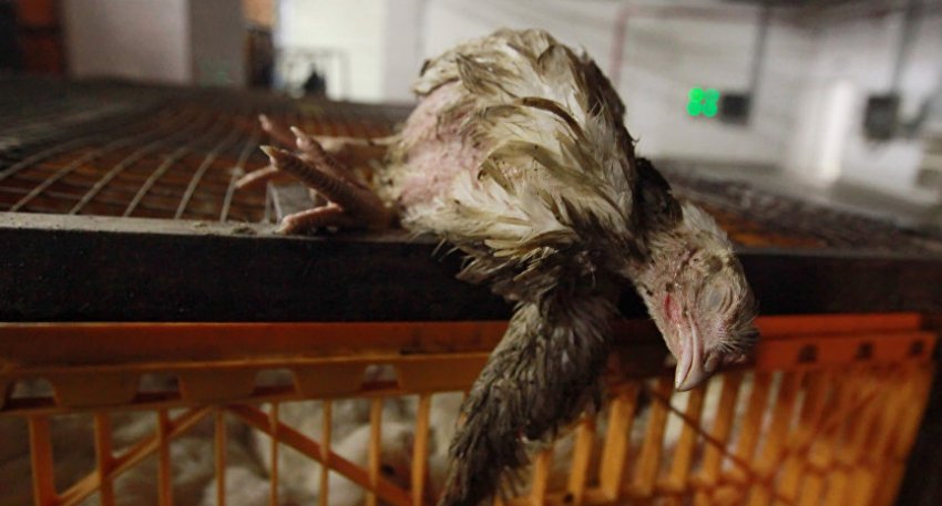 Мертва курка Мертва курка