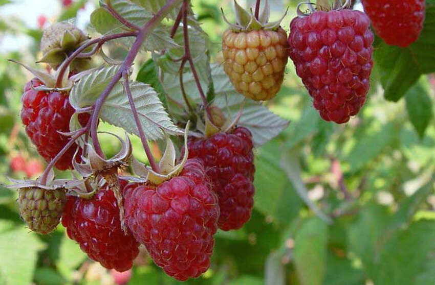 Малина сорту Діамантова Малина сорту Діамантова