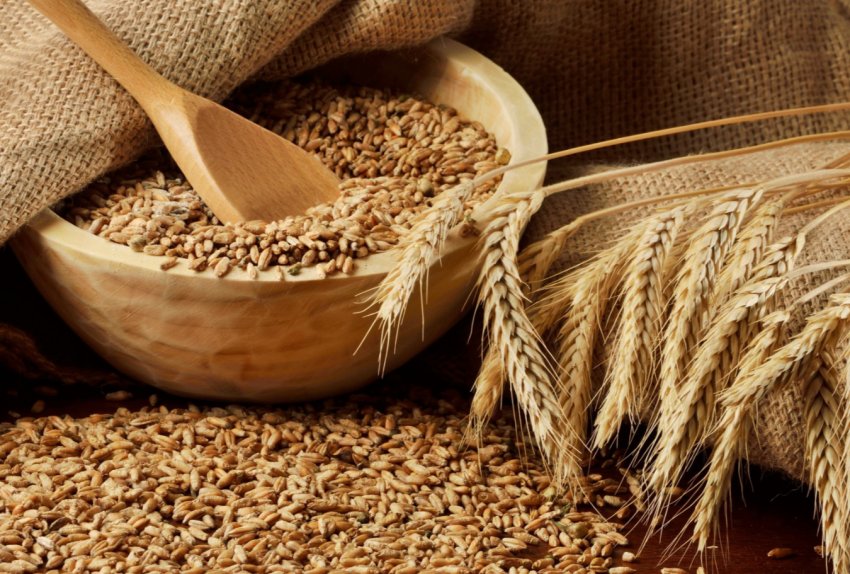 На кримських полях почалася велика жнива зернових культур