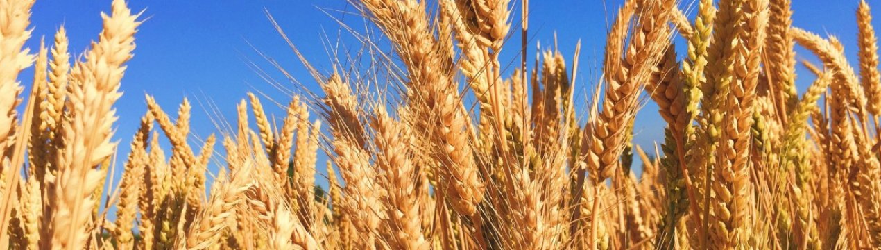 На кримських полях почалася велика жнива зернових культур