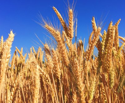 На кримських полях почалася велика жнива зернових культур