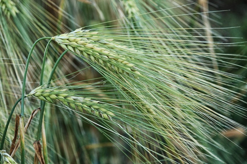 На кримських полях почалася велика жнива зернових культур