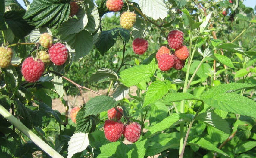 Малина сорту Пінгвін Малина сорту Пінгвін