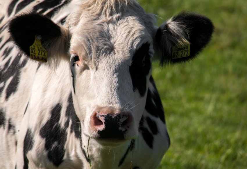 На нижегородських просторах «виросте» найбільший молокозавод На нижегородських просторах «виросте» найбільший молокозавод