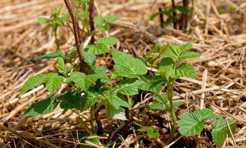 Мульчування малини Мульчування малини