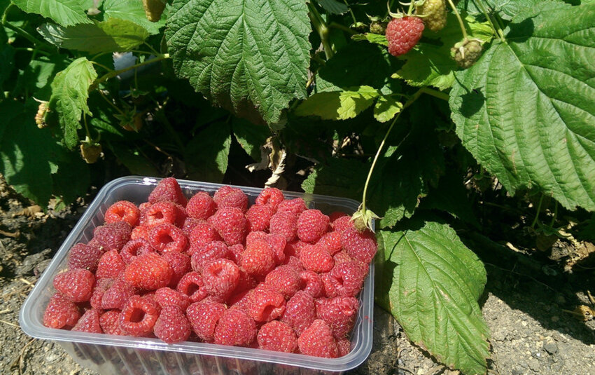 Плодоношення малини Плодоношення малини