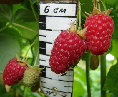 Среднезрелая малина сорту Генералісимус: посадка, догляд, врожайність