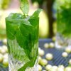 Компот из крыжовника тархун. . Компот из крыжовника тархун фото. Компот из крыжовника тархун-. картинка Компот из крыжовника тархун. картинка . Правильно сваренный компот из крыжовника сохраняет множество витаминов, которые помогут поддержать иммунитет в зимний период и быстро восстановить силы после болезней. При кратковременной и грамотной термообработке плодов в них остается небольшое количество витаминов и множество микроэлементов, которые тоже приносят пользу организму человека.