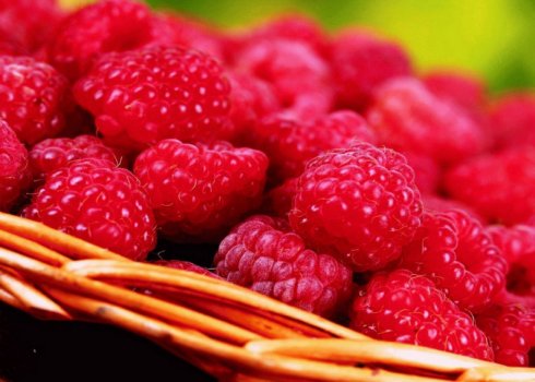 Особенности малины сорта Награда