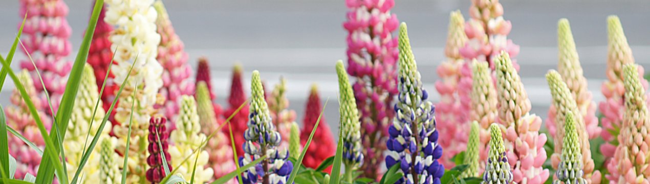 На челябінських полях сходить нут, сафлор і люпин