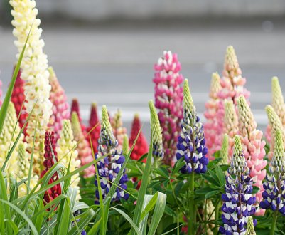 На челябінських полях сходить нут, сафлор і люпин