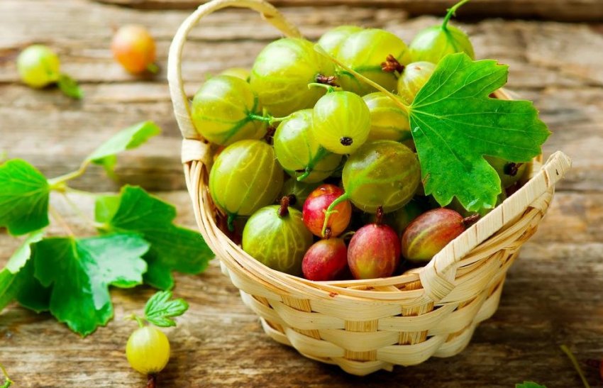 Підготовка аґрусу до консервування