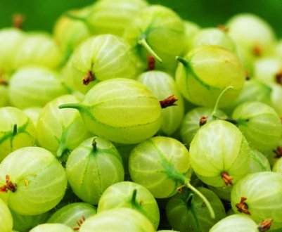 Приготування компоту з аґрусу: рецепти домашніх заготовок