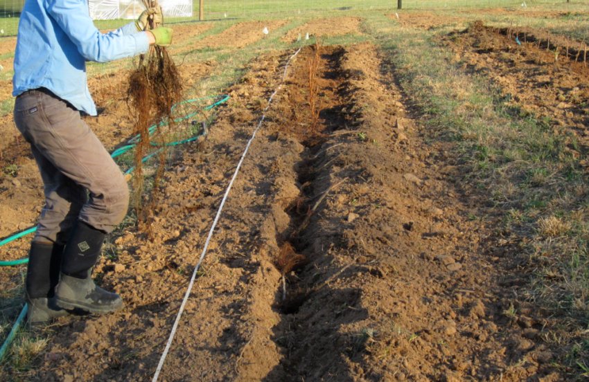 Місце для посадки малини Місце для посадки малини