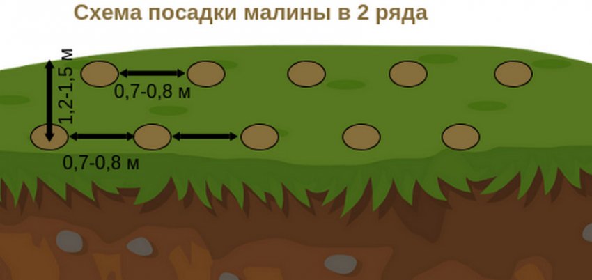 Малина сорт генералиссимус уход. 89600.pt1bcc.850. Малина сорт генералиссимус уход фото. Малина сорт генералиссимус уход-89600.pt1bcc.850. картинка Малина сорт генералиссимус уход. картинка 89600.pt1bcc.850. Малина «Генералиссимус» относится к ремонтантным сортам среднего срока созревания и отличается хорошей устойчивостью к основным, наиболее распространенным болезням ягодных культур.