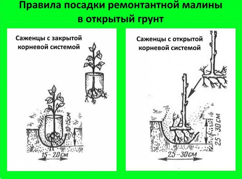 Малина сорт генералиссимус уход. 89603.pt1bj0.850. Малина сорт генералиссимус уход фото. Малина сорт генералиссимус уход-89603.pt1bj0.850. картинка Малина сорт генералиссимус уход. картинка 89603.pt1bj0.850. Малина «Генералиссимус» относится к ремонтантным сортам среднего срока созревания и отличается хорошей устойчивостью к основным, наиболее распространенным болезням ягодных культур.