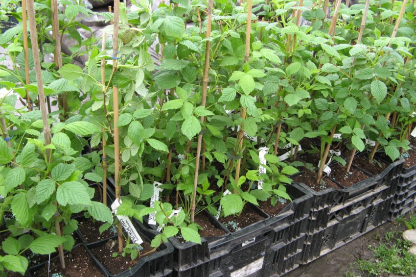 Саджанці малини Саджанці малини